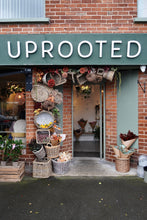 Load image into Gallery viewer, PLANT POT PAINTING @ UPROOTED